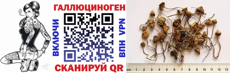 хочу наркоту  Урюпинск  Псилоцибиновые грибы мицелий 